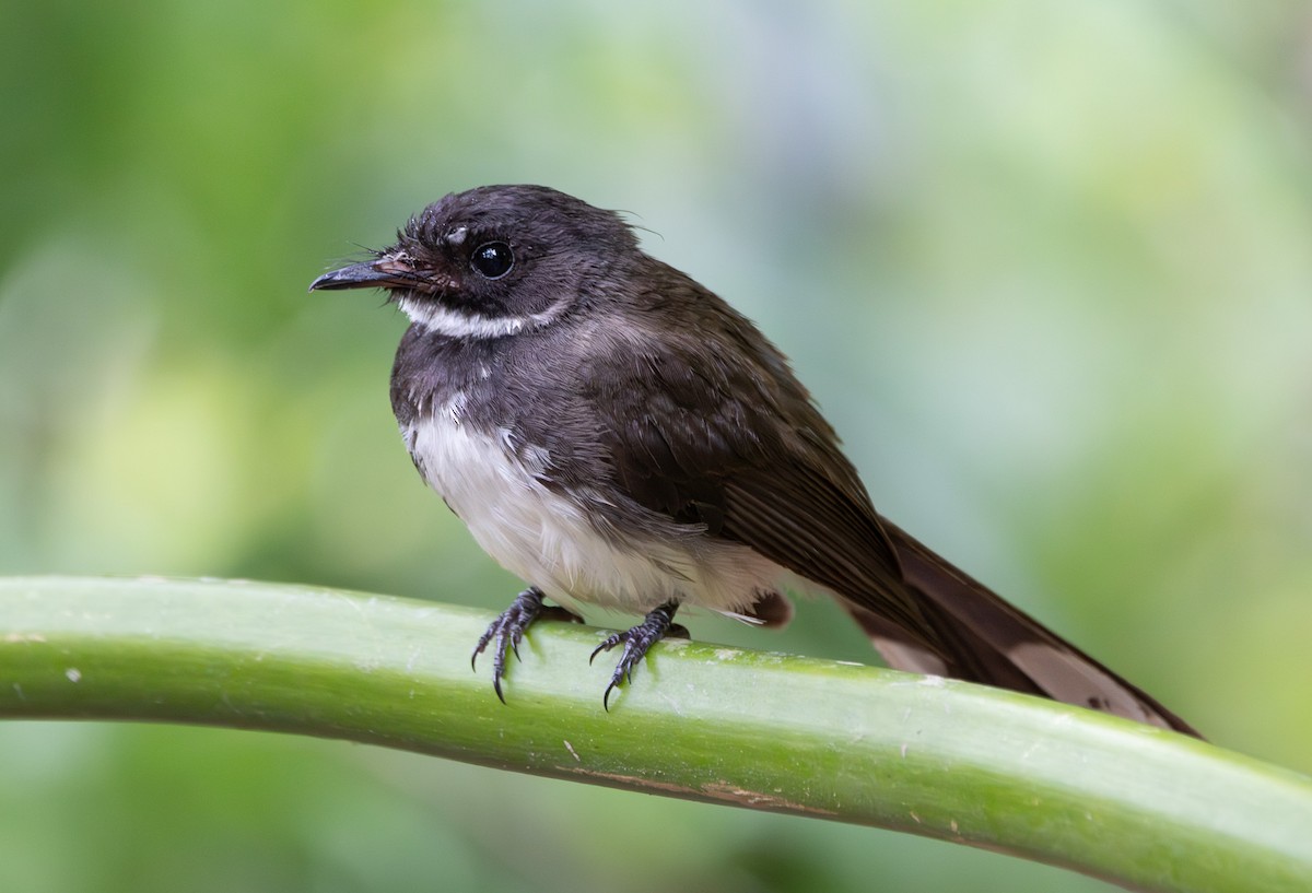 Malaysian Pied-Fantail - ML602070521