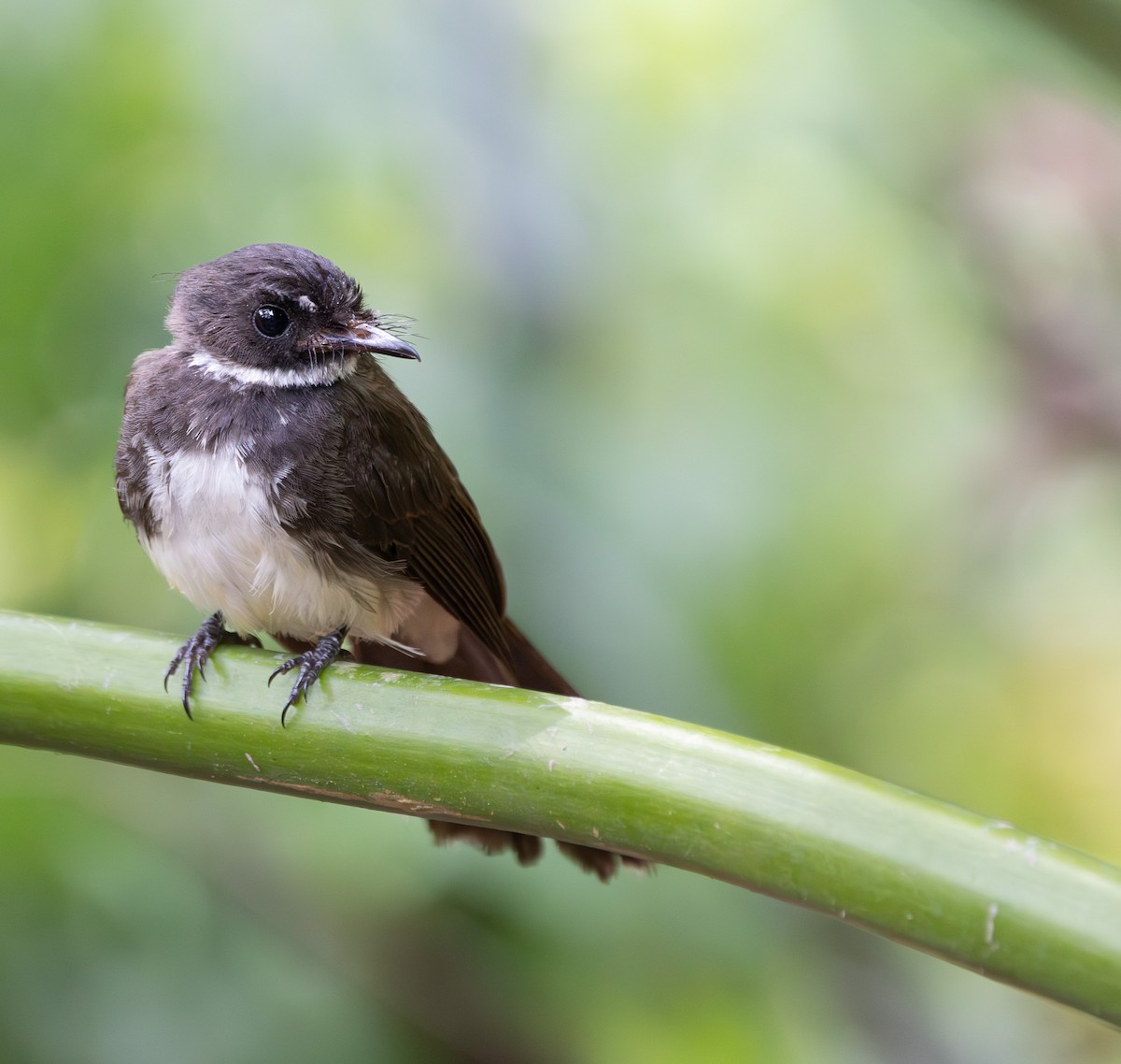 Malaysian Pied-Fantail - ML602070541