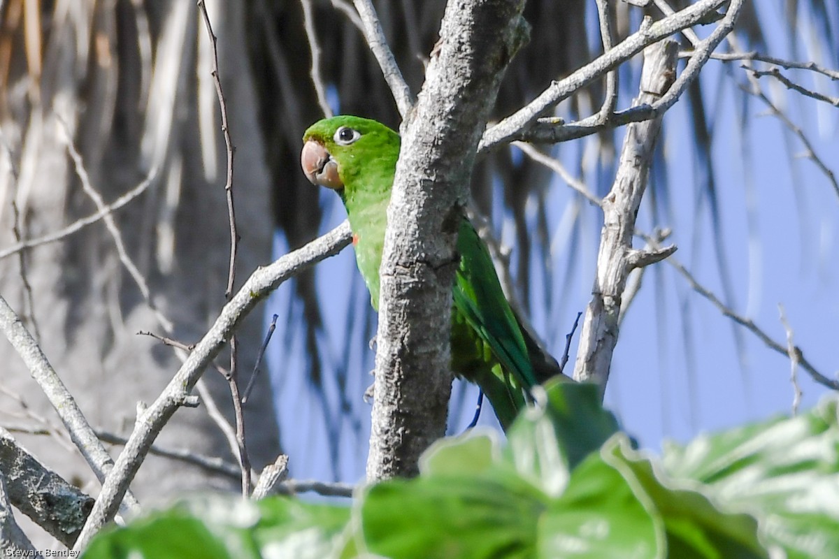 Hispaniolan Parakeet - ML602073641