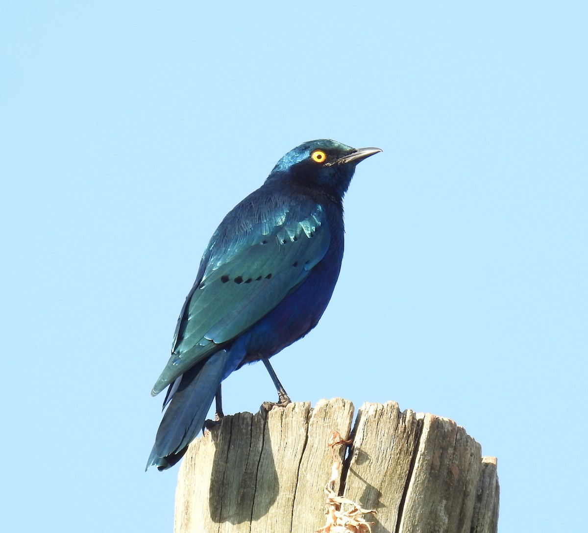 Choucador à oreillons bleus - ML60207431