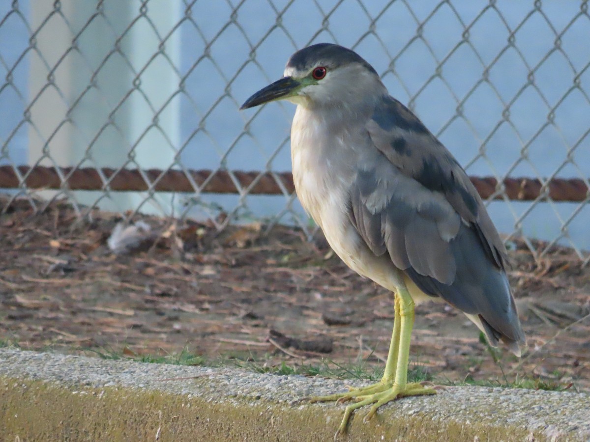 Ногоовор зашин - ML602074671