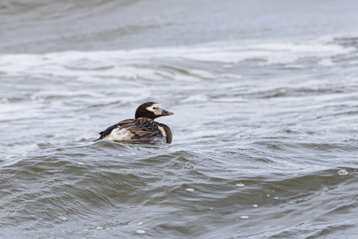 Long-tailed Duck - ML602074711