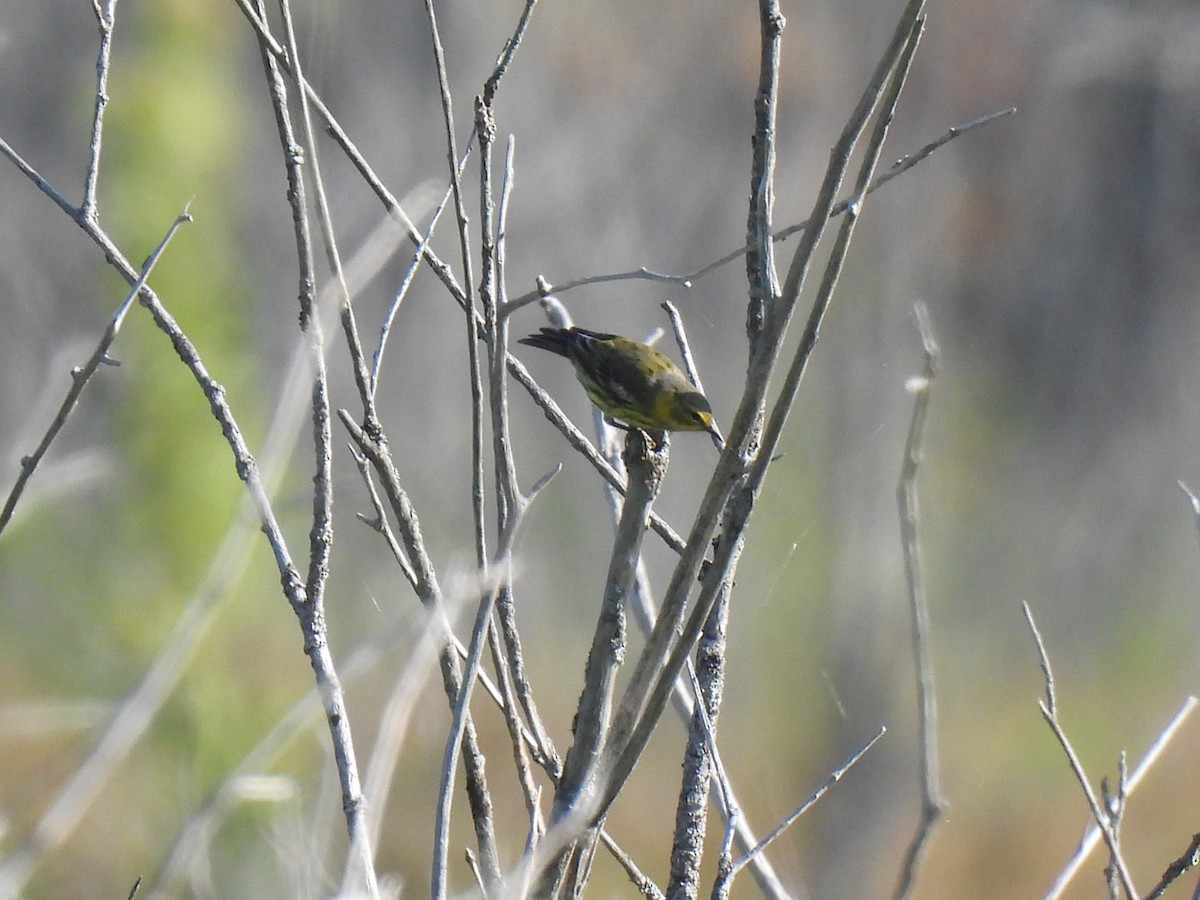 Cape May Warbler - Heather Gray Toner