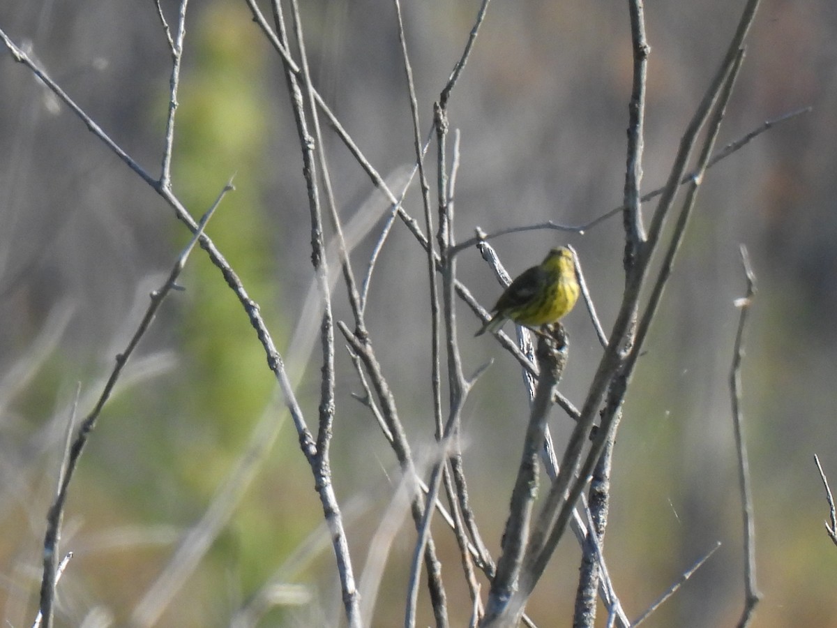 Cape May Warbler - Heather Gray Toner