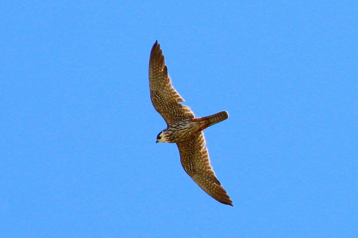 Eurasian Hobby - ML602076461