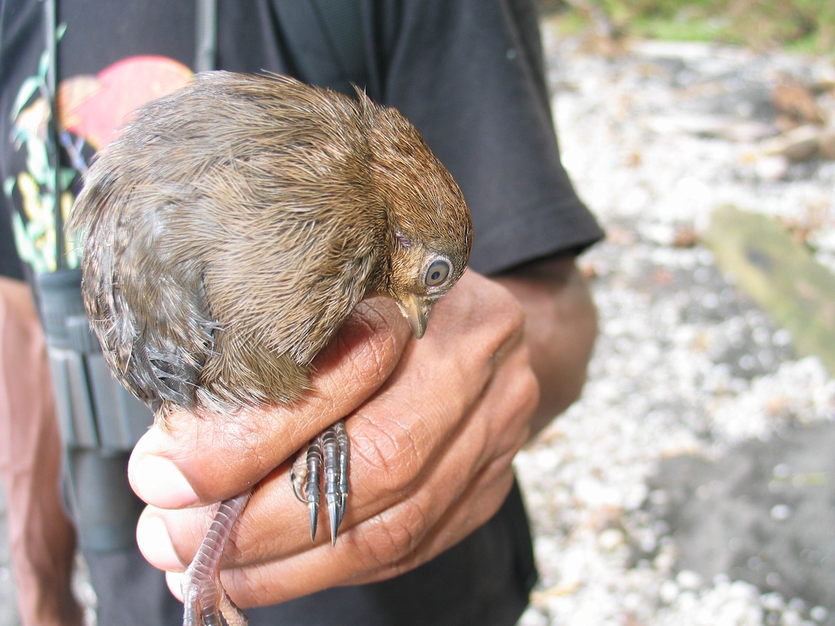 Melanesian Megapode - ML602076871