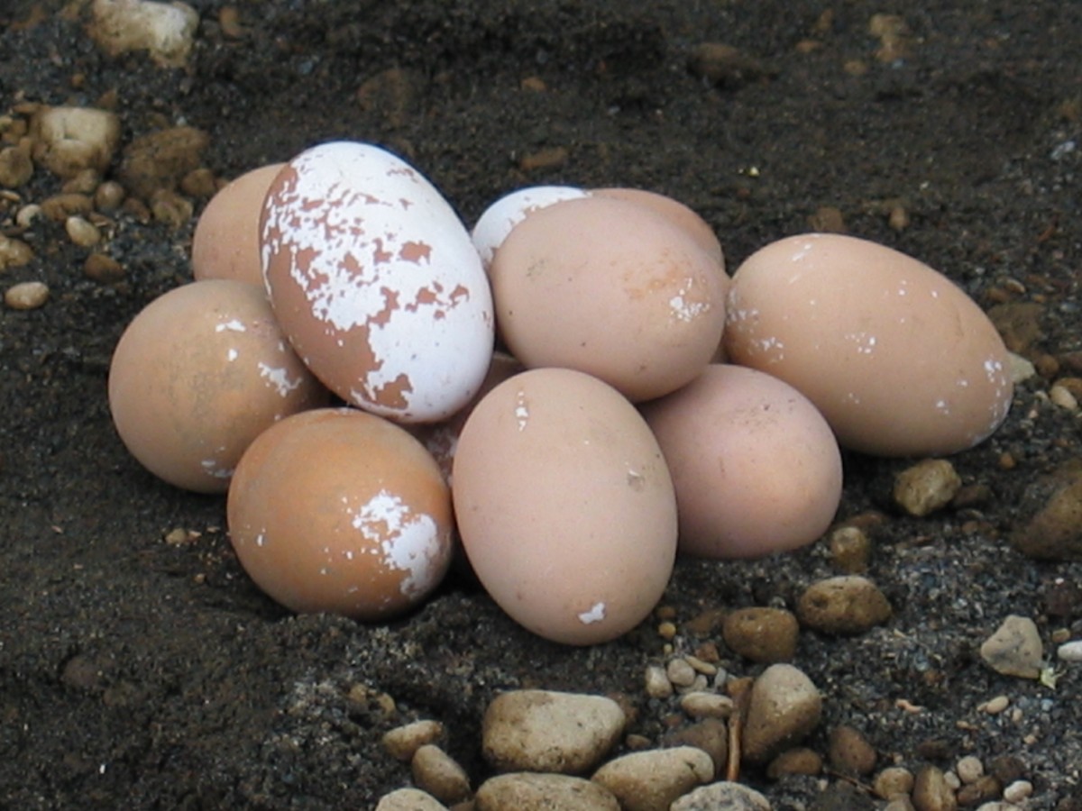 Melanesian Megapode - ML602076881