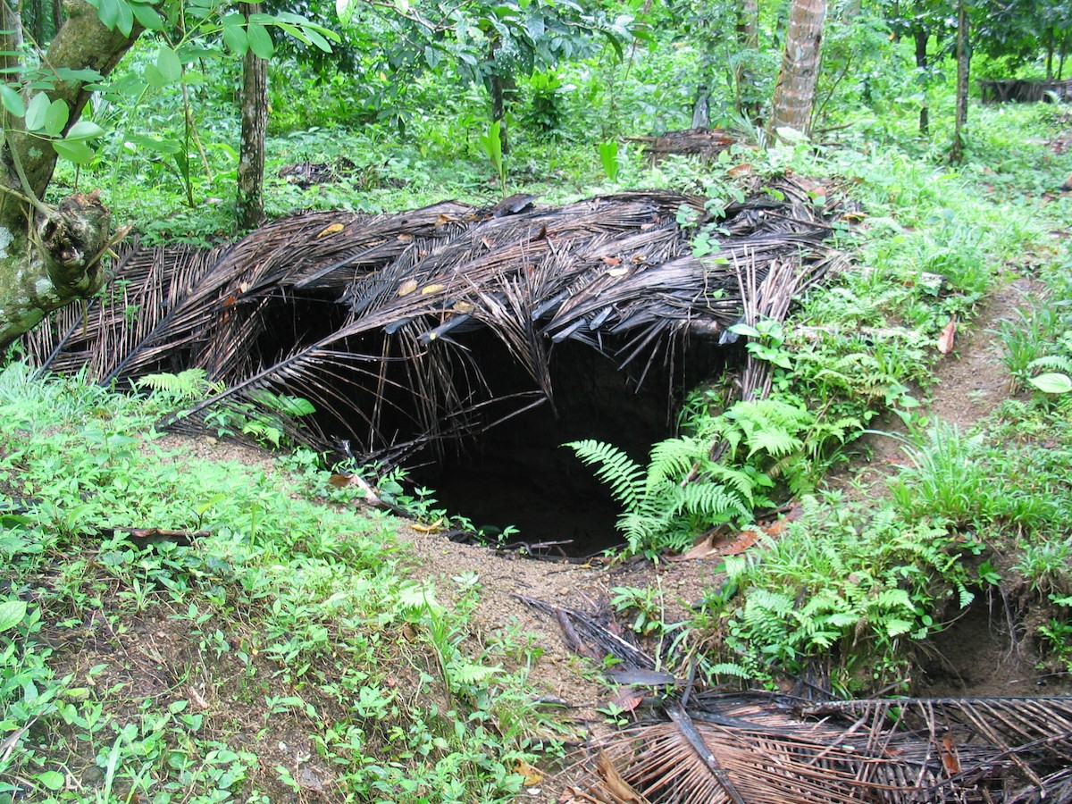 Melanesian Megapode - ML602076901