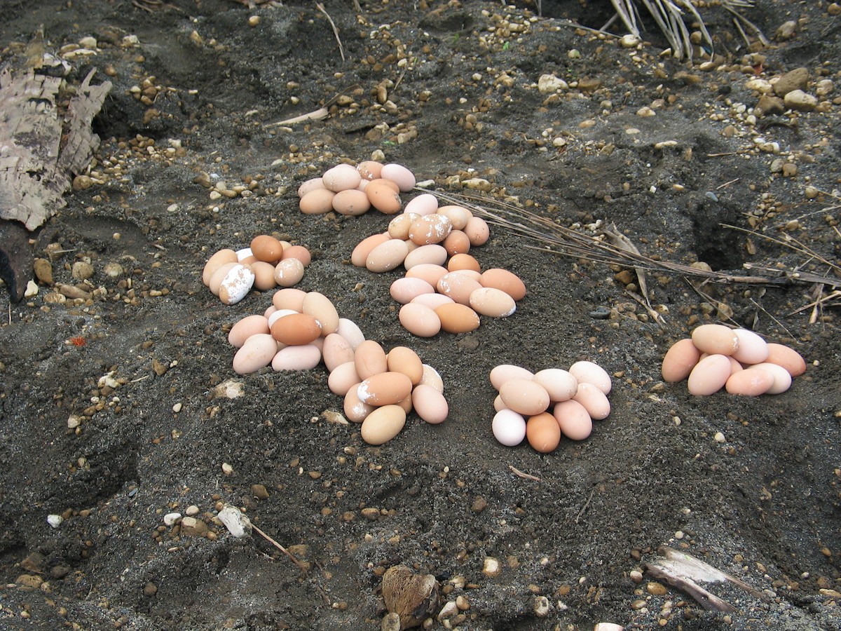 Melanesian Megapode - ML602076921