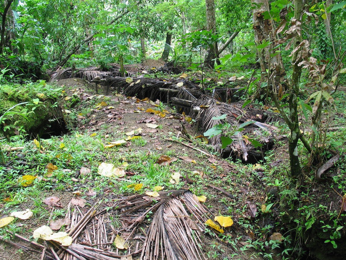 Melanesian Megapode - ML602076941