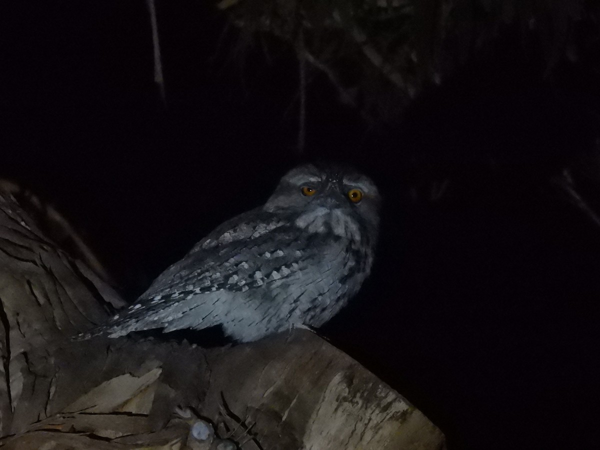 Tawny Frogmouth - ML602077421