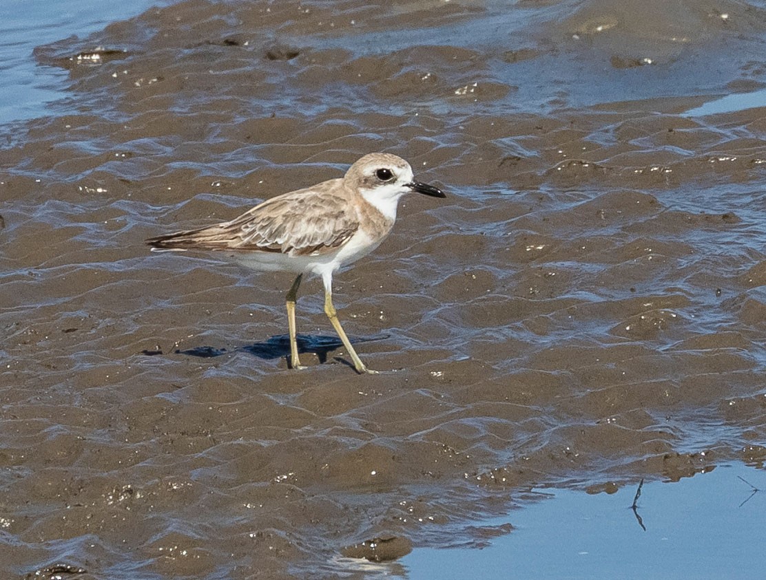 Greater Sand-Plover - John le Rond
