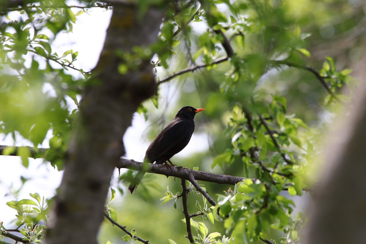 Eurasian Blackbird - ML602079951