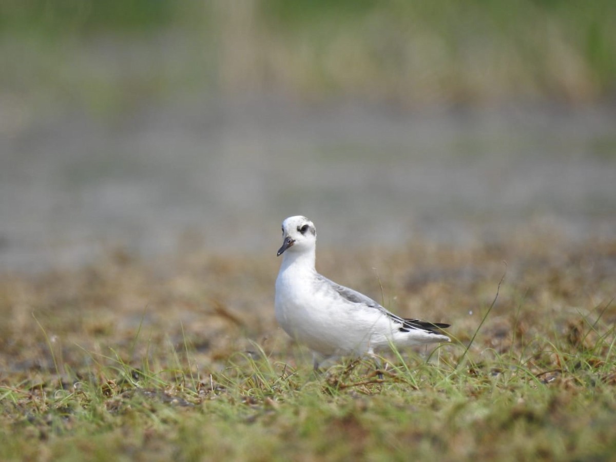 Red Phalarope - ML602080131