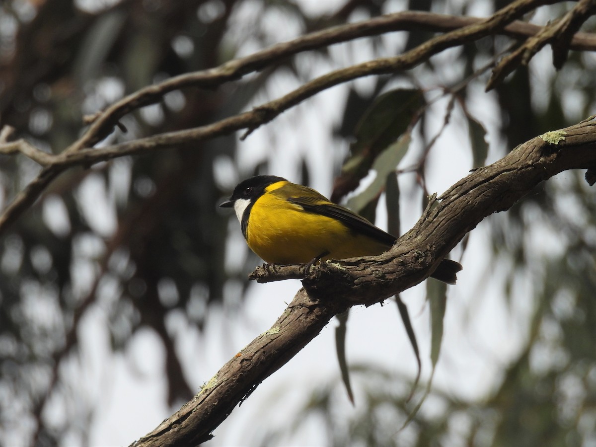 Golden Whistler - ML602081031