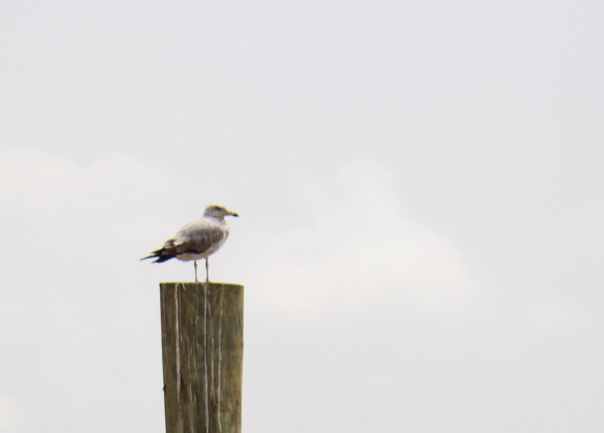 Ring-billed Gull - ML602081771