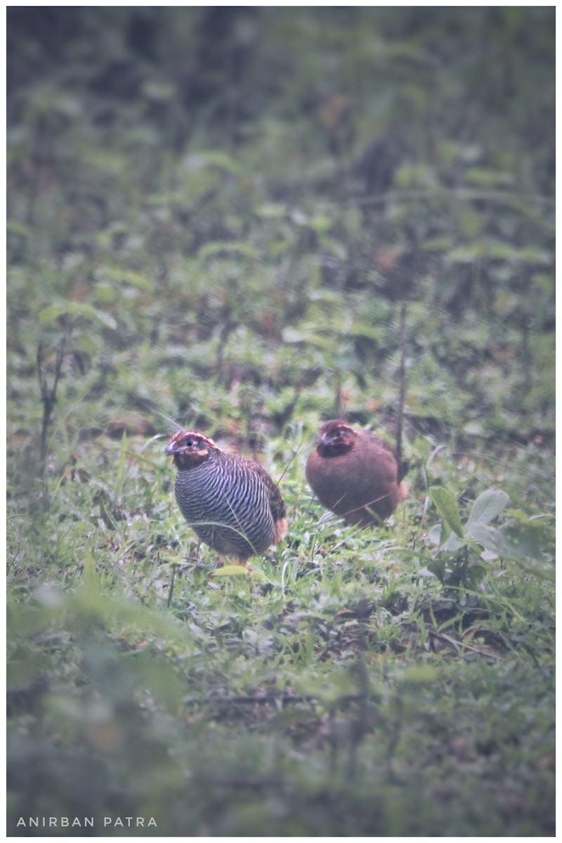 Jungle Bush-Quail - ML602081831