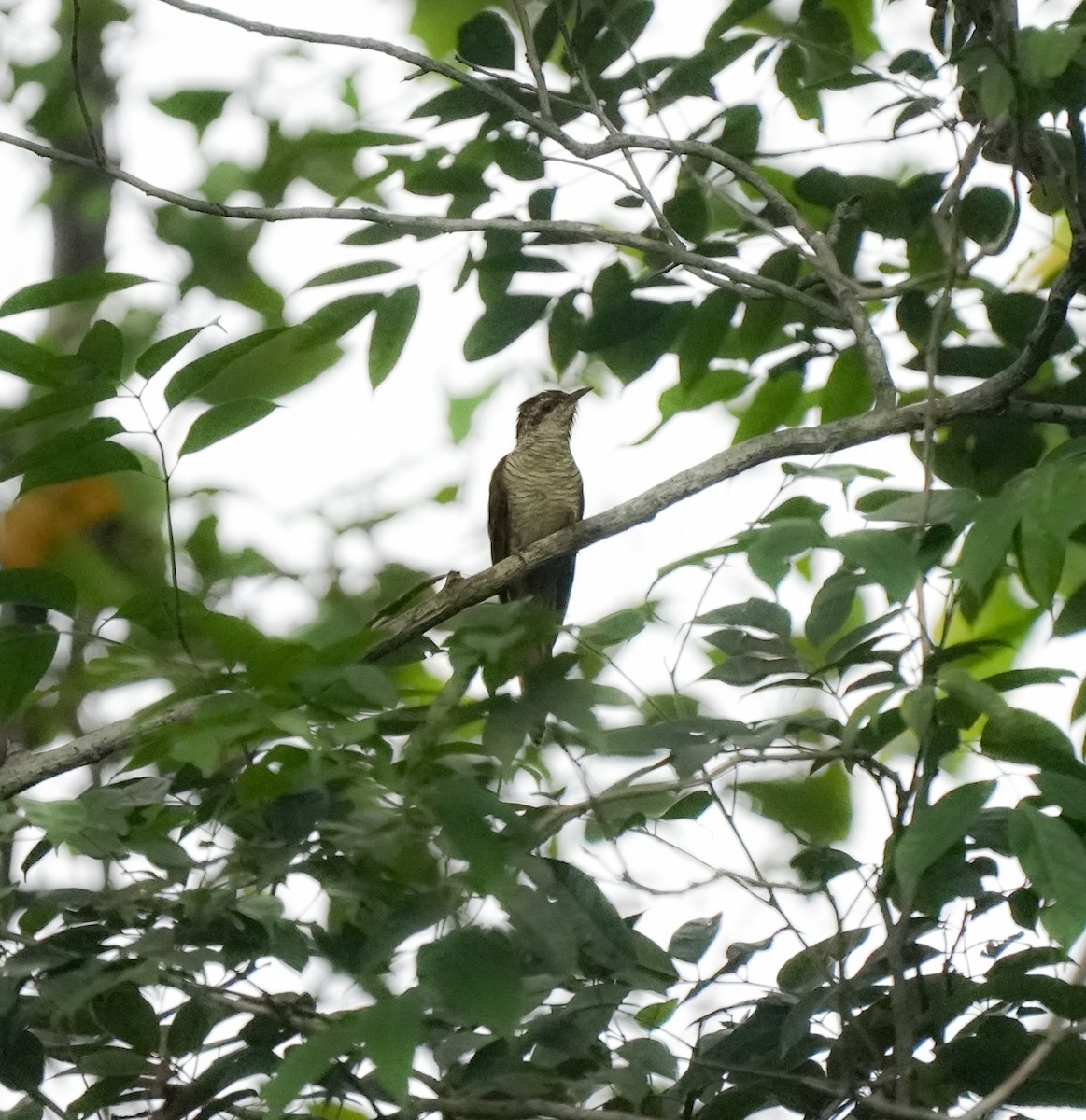 Banded Bay Cuckoo - ML602081861