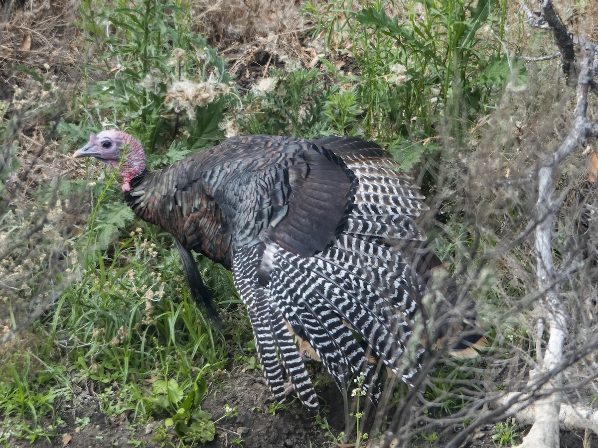 Wild Turkey - ML602081871