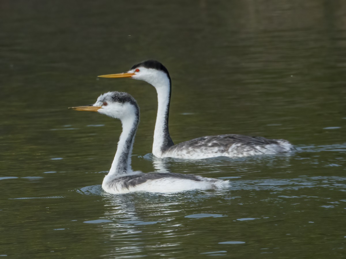 Clark's Grebe - ML602082001