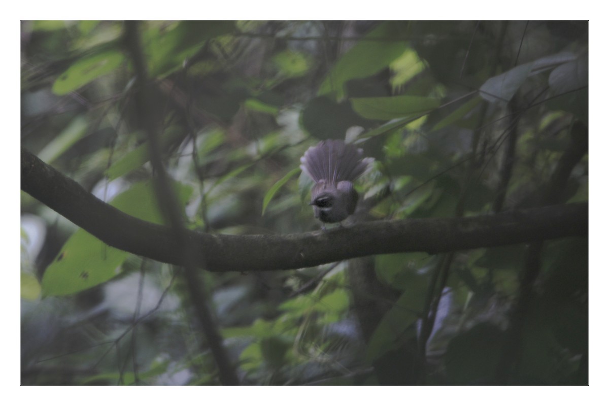 White-throated Fantail - ML602082251