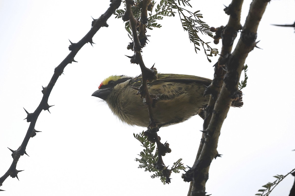 Red-fronted Barbet - Tiago Guerreiro