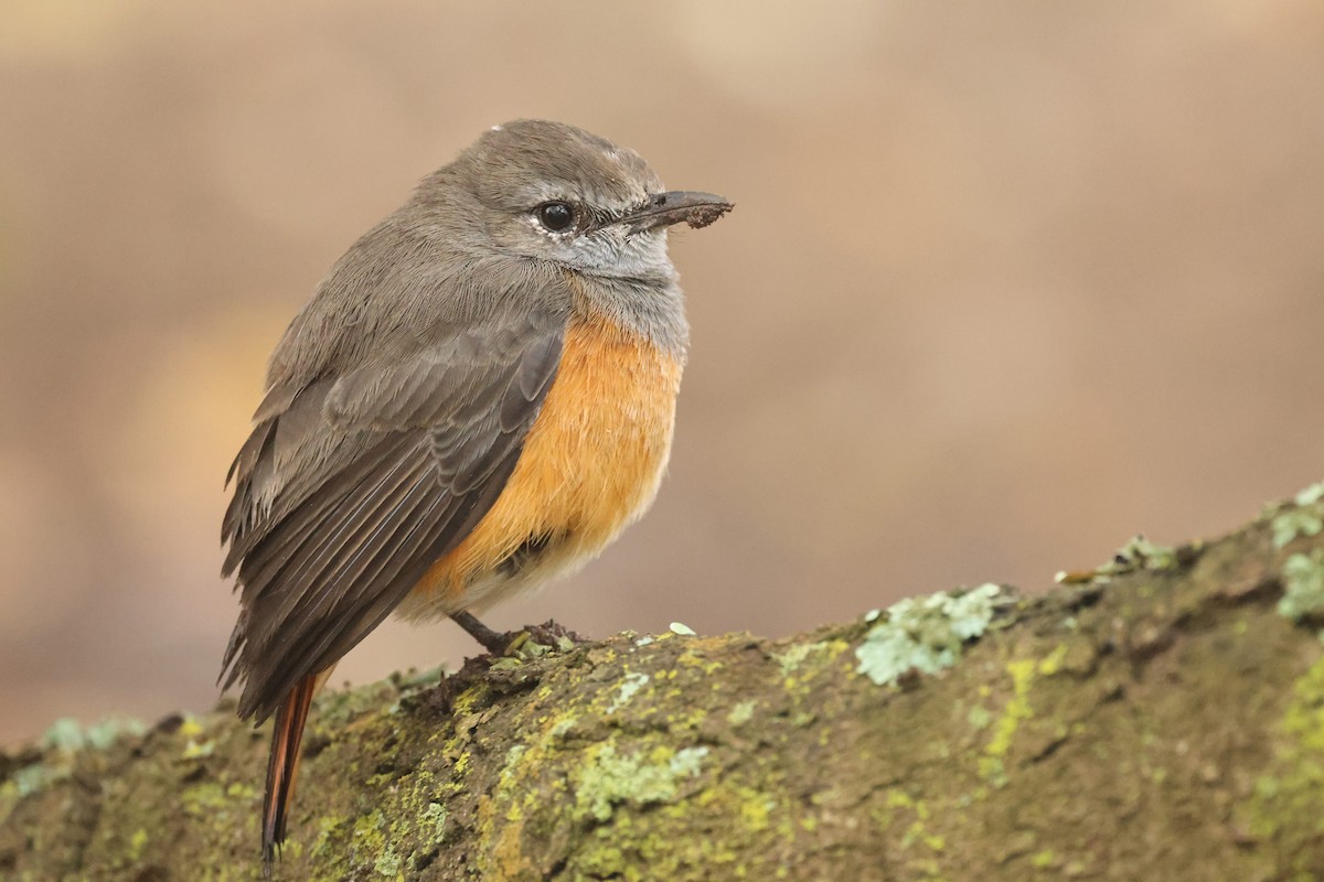 Little Rock-Thrush - Tiago Guerreiro