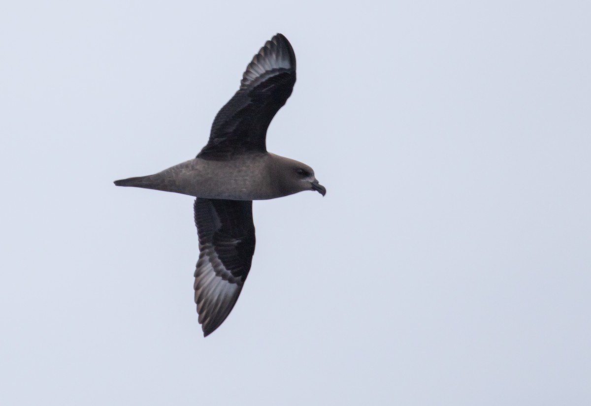 Providence Petrel - ML602082871