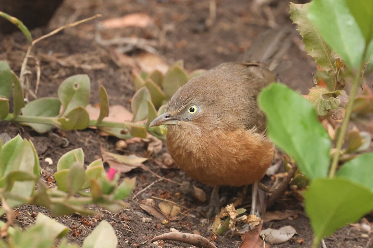 Rufous Chatterer - ML602083001