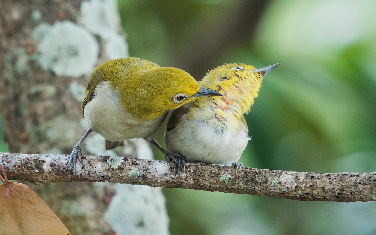 Lowland White-eye - ML602083041