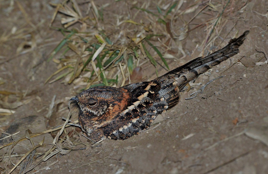 Scissor-tailed Nightjar - ML602083131