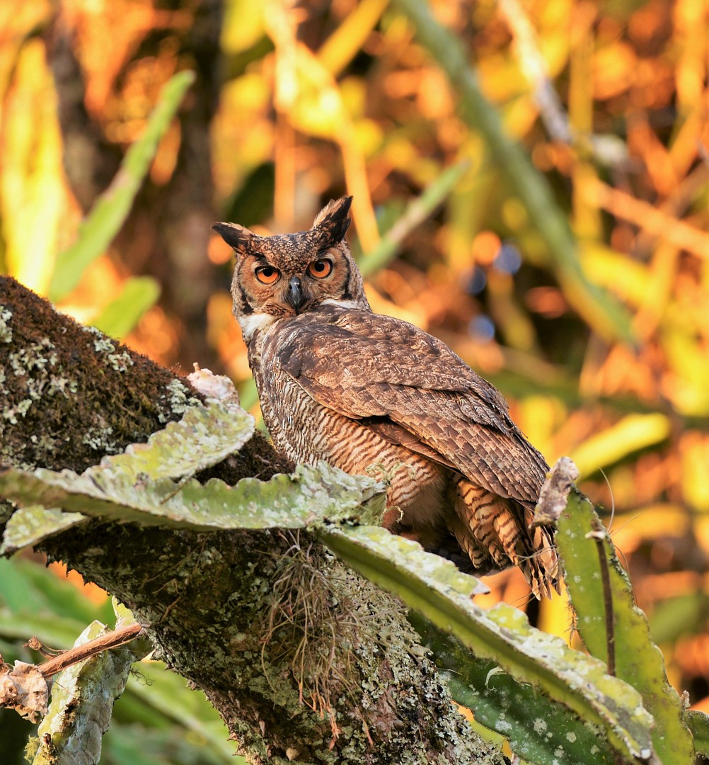 Great Horned Owl - Júlio César Machado