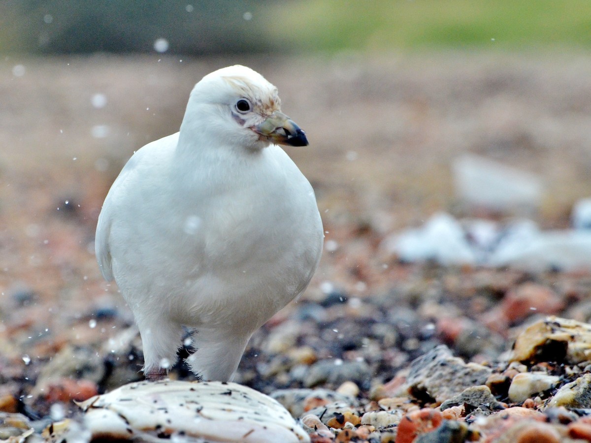 Snowy Sheathbill - ML60208361