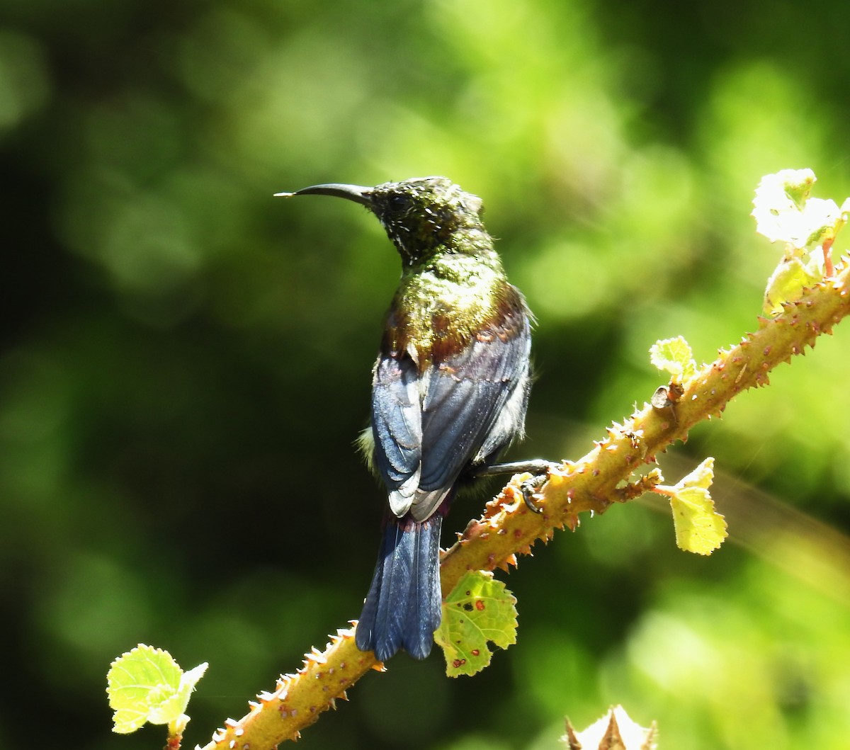 Copper Sunbird - ML60208421