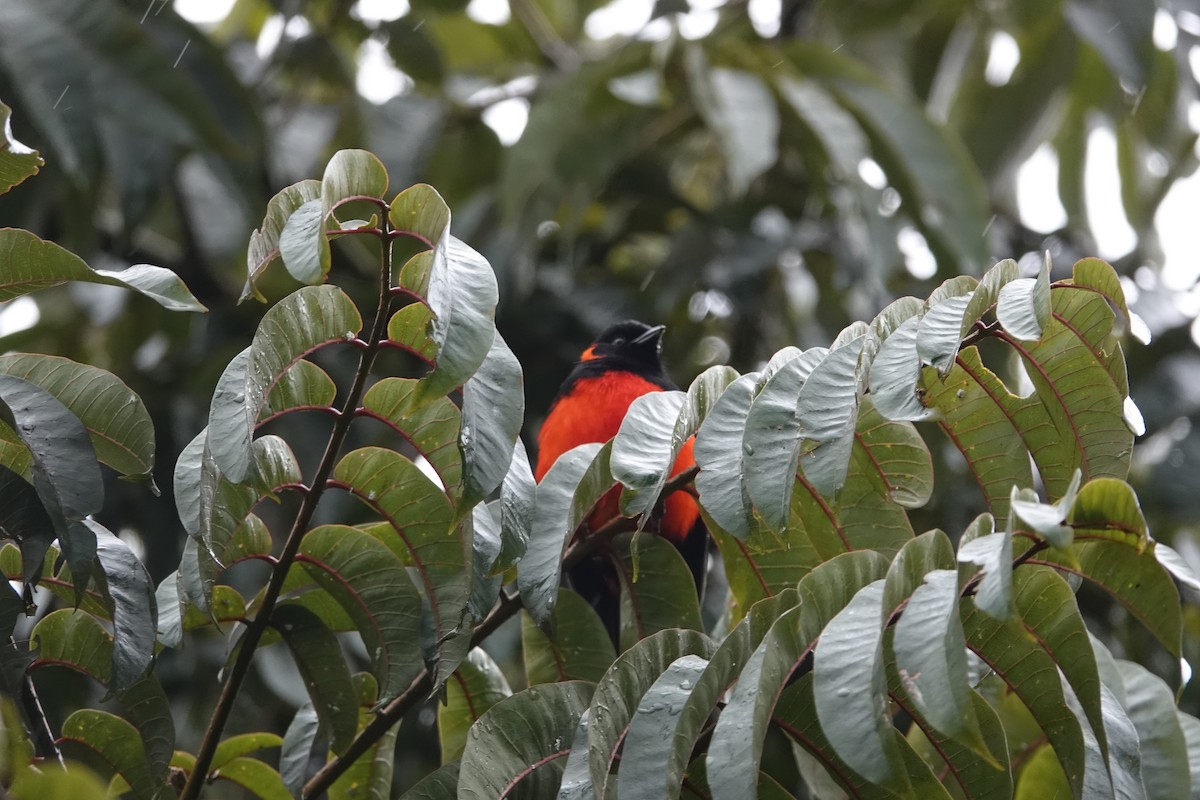 Scarlet-bellied Mountain Tanager - ML602084481