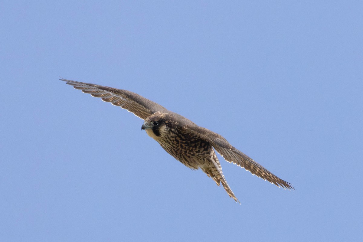 Peregrine Falcon - Panayotis Pantzartzidis