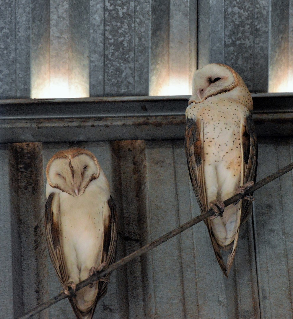 Barn Owl - ML602084991