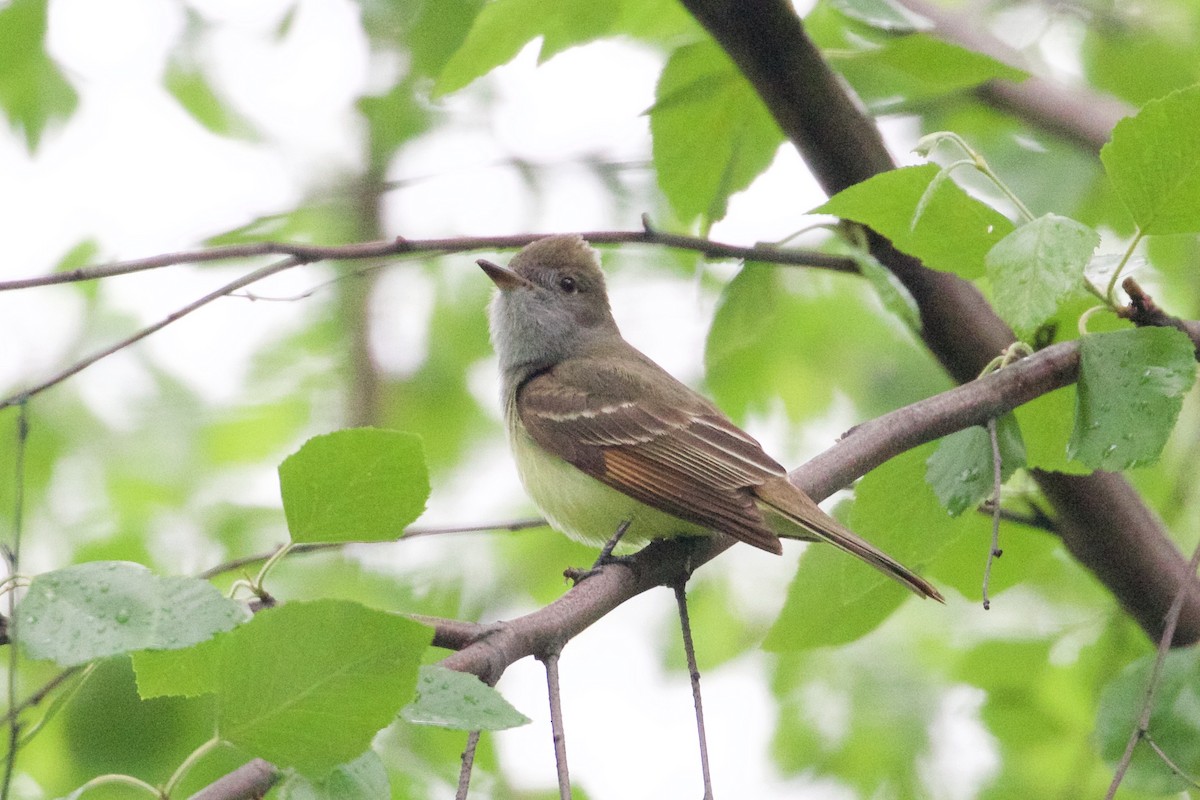 Great Crested Flycatcher - Harumi Umi