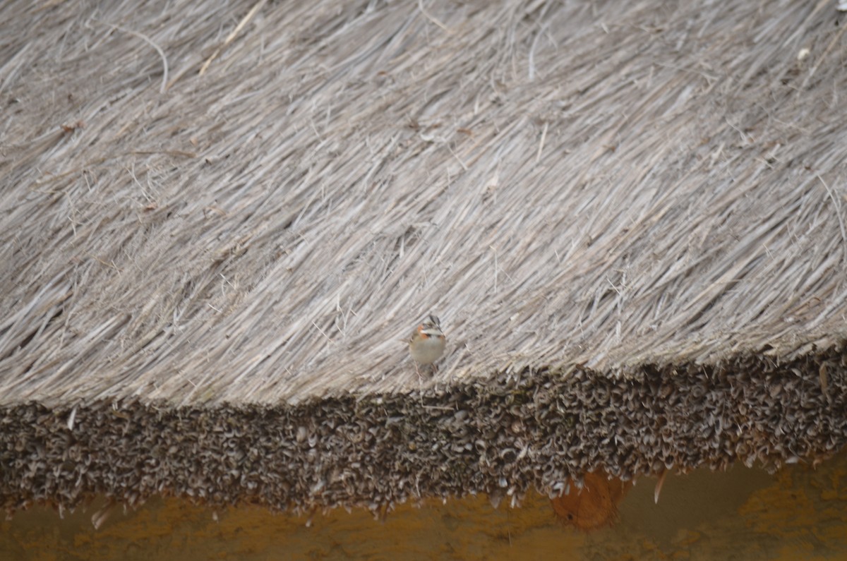 Rufous-collared Sparrow - ML602085761