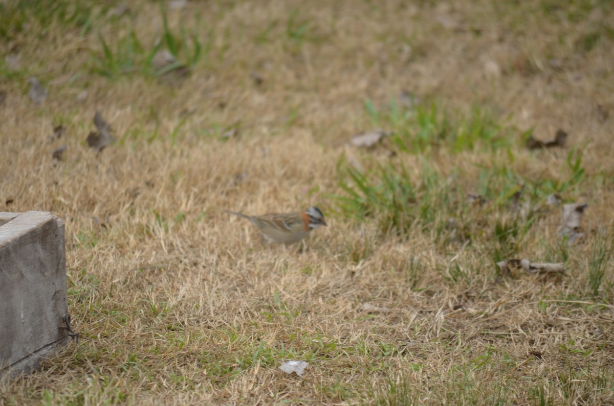 Rufous-collared Sparrow - ML602085771