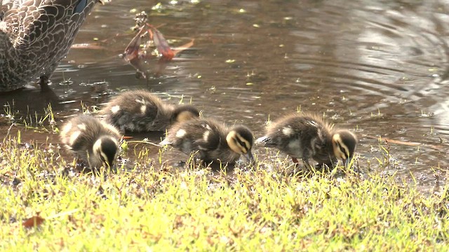 Pacific Black Duck - ML602087651