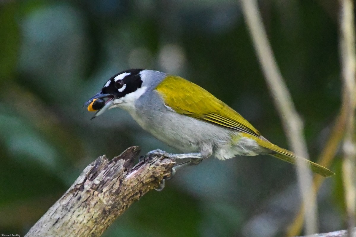 Black-crowned Palm-Tanager - ML602087681