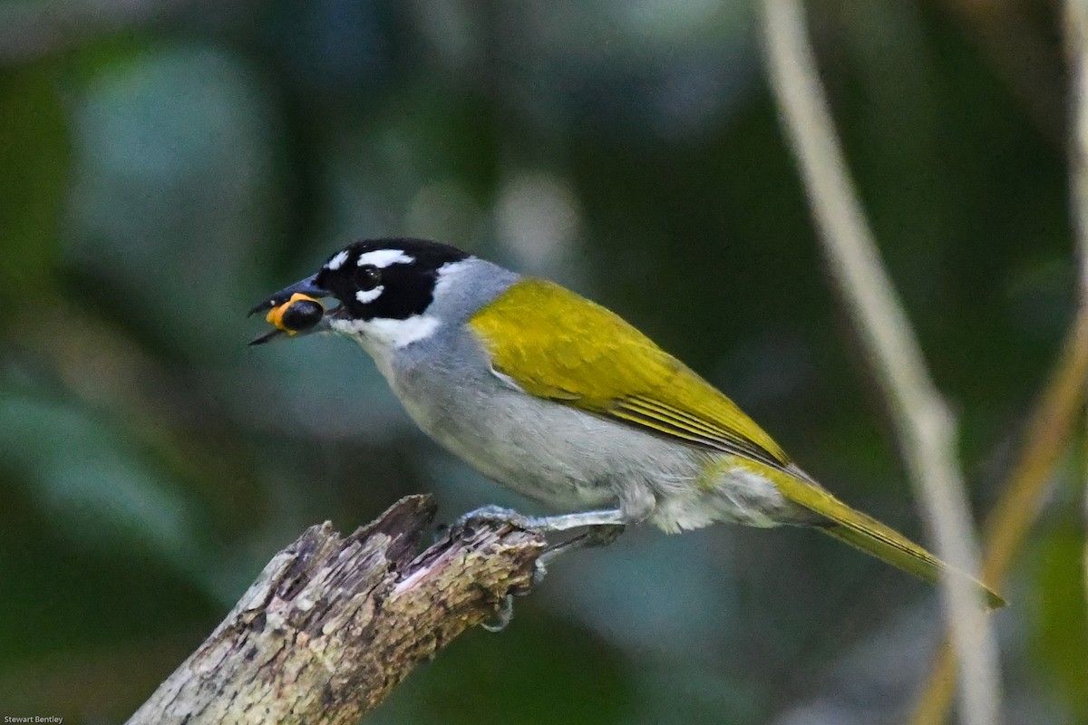 Black-crowned Palm-Tanager - ML602087701