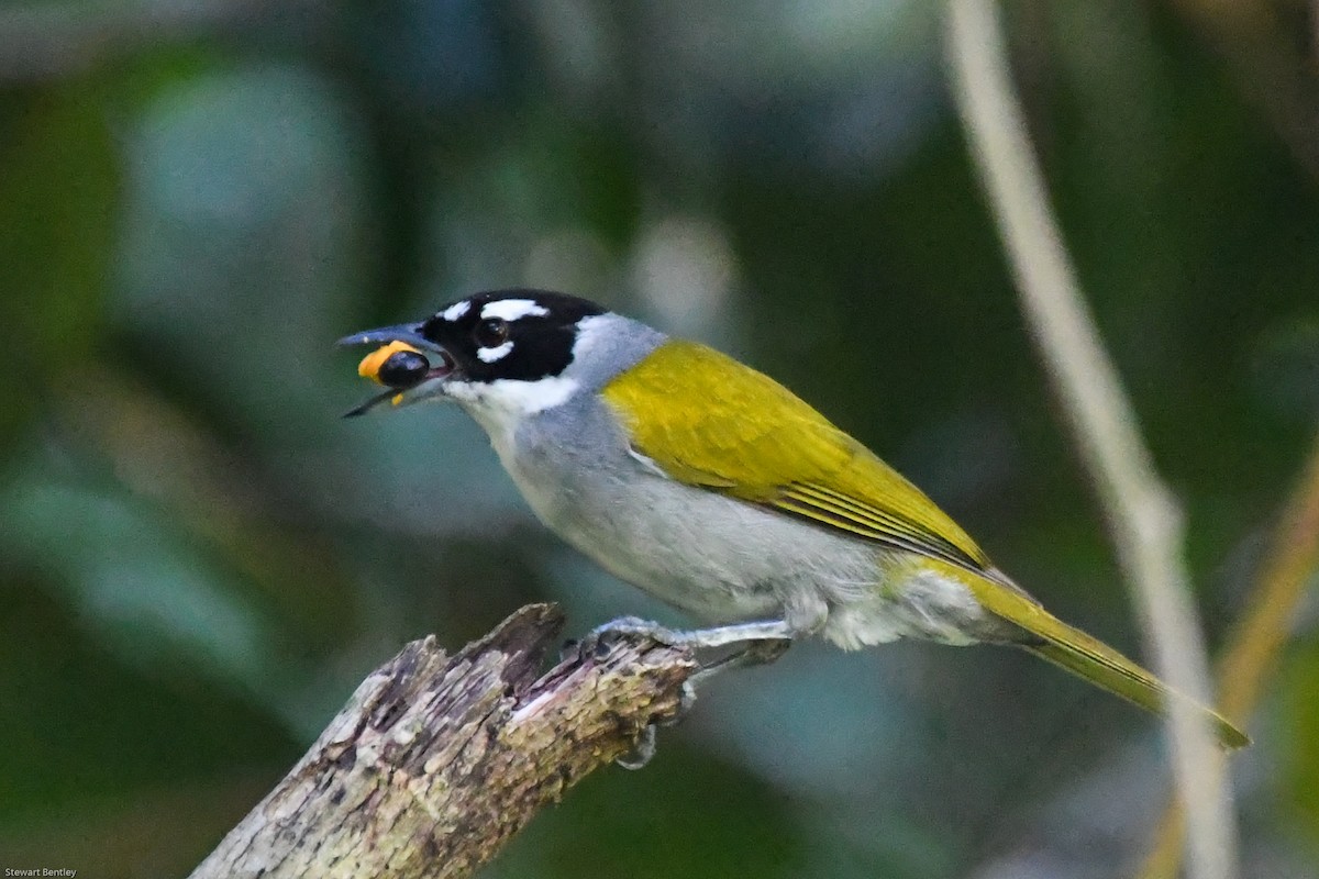 Black-crowned Palm-Tanager - ML602087711
