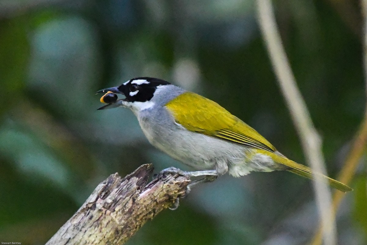 Black-crowned Palm-Tanager - ML602087741
