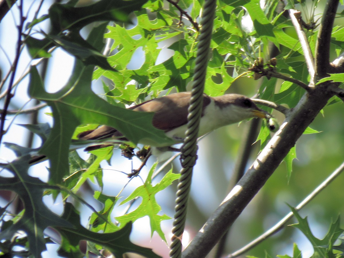 Yellow-billed Cuckoo - Dean Newhouse