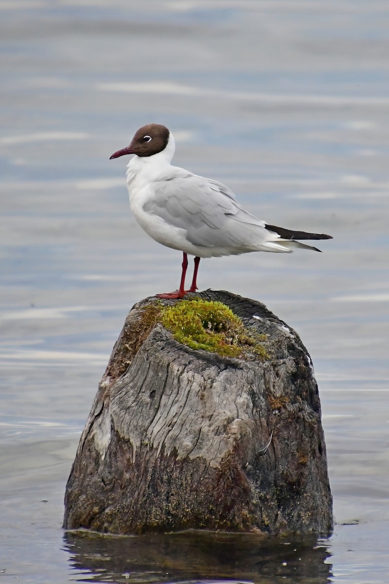 Black-headed Gull - Eileen Gibney