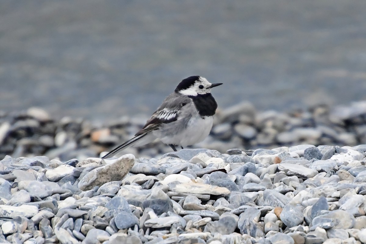 White Wagtail - Eileen Gibney