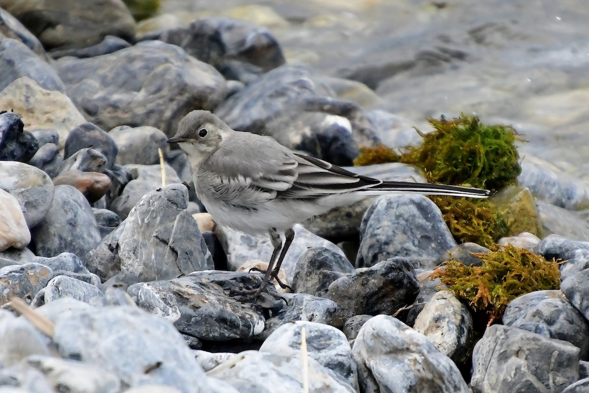 White Wagtail - Eileen Gibney