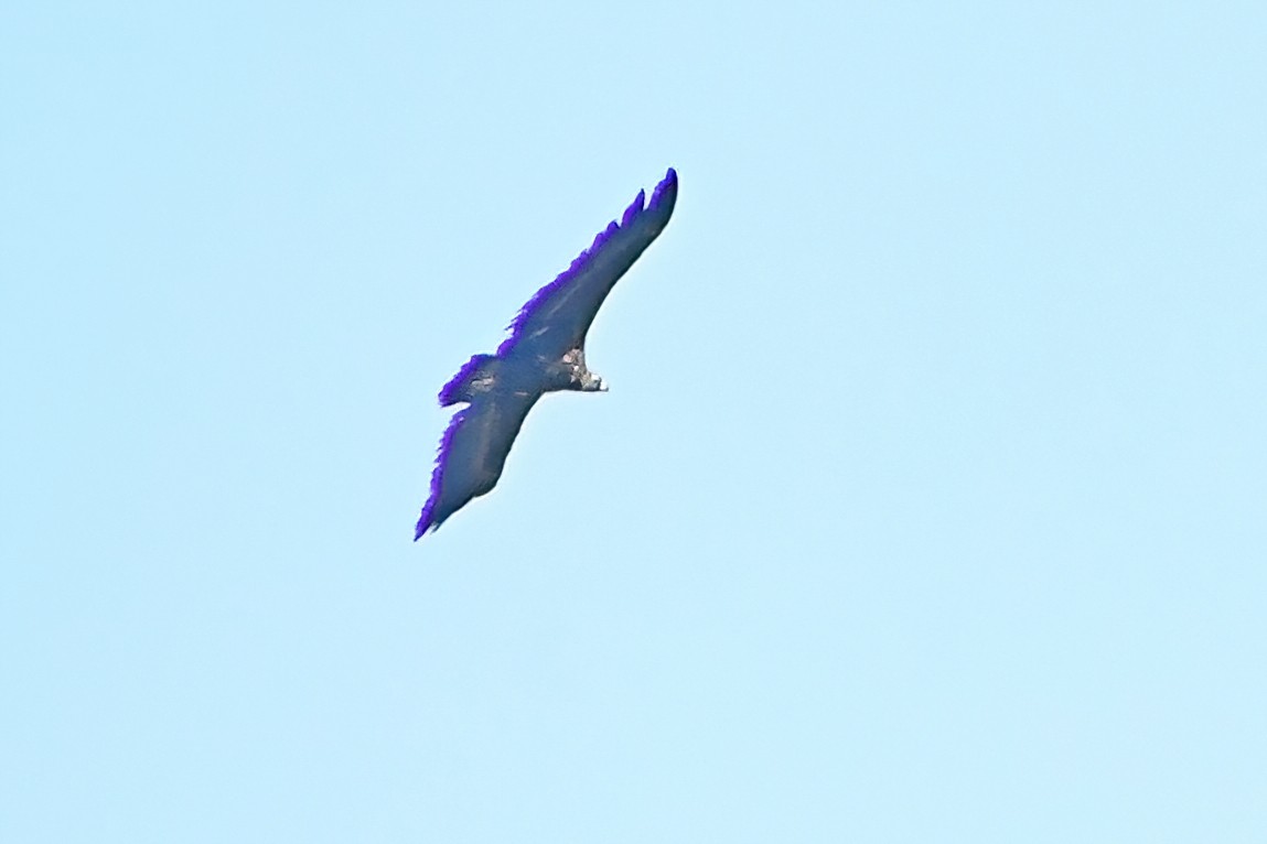 Cinereous Vulture - Eileen Gibney